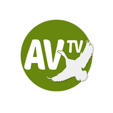 AV TV Canlı İzle